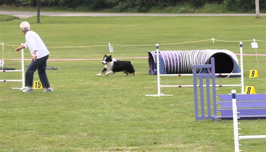 Agility dog: percorsi sportivi per i nostri amici a quattro zampe Agility dog: percorsi sportivi per i nostri amici a quattro zampe